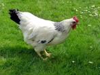 Sussex broedeieren, Geslacht onbekend, Kip