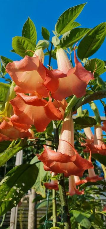 Brugmansia Madame Bouvarie beschikbaar voor biedingen