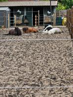 Plekje vrij voor shet, Dieren en Toebehoren, Stalling en Weidegang, Stalling