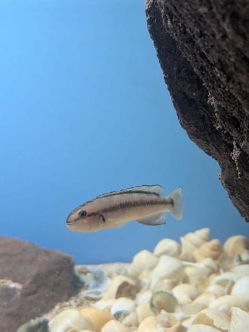 0.0.4 Telmatochromis vittatus 'shell' Tanganyika beschikbaar voor biedingen