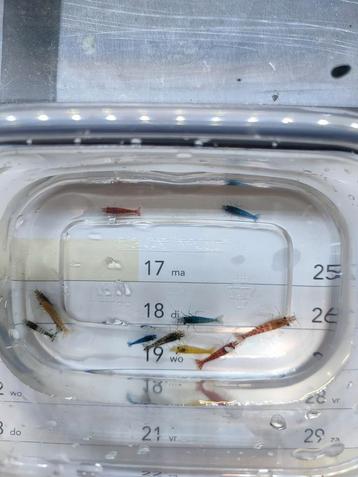 Kleurrijke mix garnalen beschikbaar voor biedingen