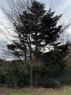 Kappen van 3 bomen, Ophalen, Gebruikt