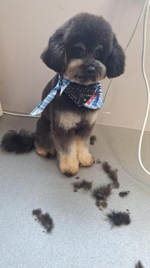 Toy poedel, Dieren en Toebehoren, Honden | Dekreuen, Reu, Particulier, Eén hond, België, 1 tot 2 jaar, CDV (hondenziekte), HCC (leverziekte)