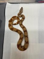 Boa Imperator 1.0 Hypo jungle dh 66% vpi snowglow, Dieren en Toebehoren, Slang, 0 tot 2 jaar