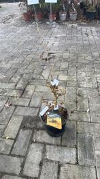 Toverhazelaar in pot, Winter, Halfschaduw, Overige soorten, Minder dan 100 cm