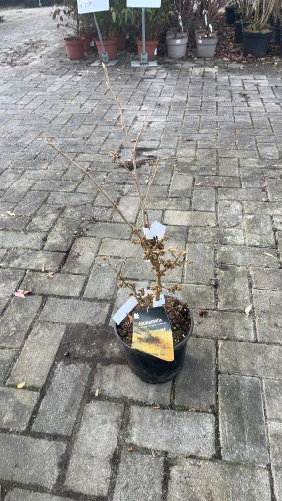 Toverhazelaar in pot, Tuin en Terras, Planten | Bomen, Overige soorten, Minder dan 100 cm, Halfschaduw, Winter, In pot, Ophalen