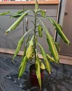 Mooie Dracaena plant in pot, Ophalen of Verzenden, In pot, Halfschaduw