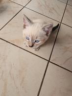 Wat lief mag gelijk mee, Dieren en Toebehoren, Katten en Kittens | Raskatten | Korthaar, Poes