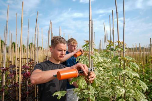 Teeltmedewerker, Vacatures, Vacatures | Landbouw, Natuur en Milieu, Tijdelijk contract, 33 - 40 uur