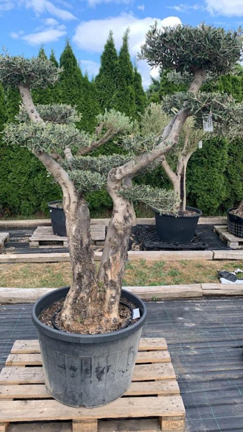 Olijfboom PomPon, Tuin en Terras, Planten | Bomen, Olijfboom, 100 tot 250 cm, Volle zon, Zomer, Ophalen