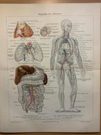 anatomische prent 1874 anatomie bloedvaten 0333, Antiek en Kunst, Kunst | Overige Kunst, Ophalen of Verzenden