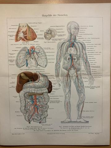 anatomische prent 1874 anatomie bloedvaten 0333