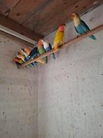 Agaporniden, Dieren en Toebehoren, Vogels | Parkieten en Papegaaien, Meerdere dieren, Dwergpapegaai of Agapornis, Tam