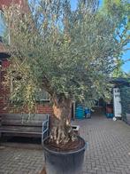 Mega grote olijfbomen: 360 en 320 hoog, Volle zon, Ophalen of Verzenden, 100 tot 250 cm, Olijfboom