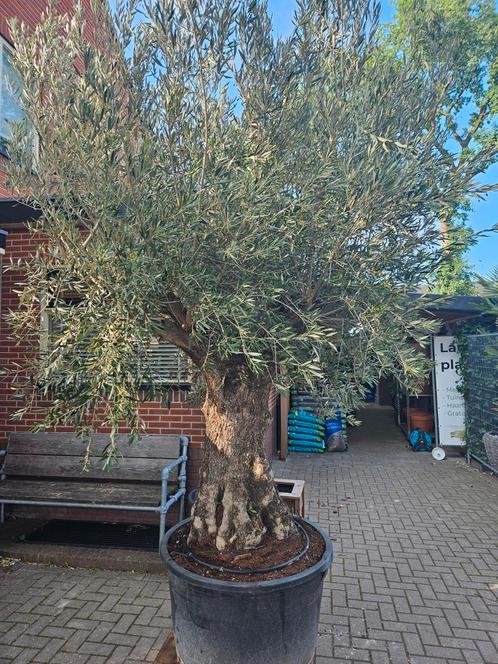 Mega grote olijfbomen: 360 en 320 hoog, Tuin en Terras, Planten | Bomen, Olijfboom, 100 tot 250 cm, Volle zon, Zomer, Ophalen of Verzenden