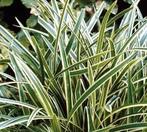 Carex morrowii ice dance. Bont siergras., Vaste plant, Siergrassen, Ophalen of Verzenden, Halfschaduw