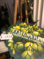 Lime Verde Citrus Aurantifolia Klimplant, Tuin en Terras, Volle zon, Vaste plant, Ophalen of Verzenden, Fruitplanten