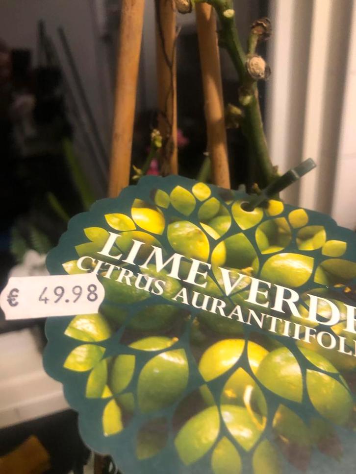 Lime Verde Citrus Aurantifolia Klimplant, Tuin en Terras, Planten | Tuinplanten, Vaste plant, Fruitplanten, Volle zon, Lente, Ophalen of Verzenden