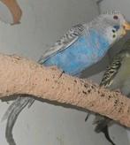 Dunfelo split Blackface split blackwing man, Mannelijk, Parkiet, Geringd