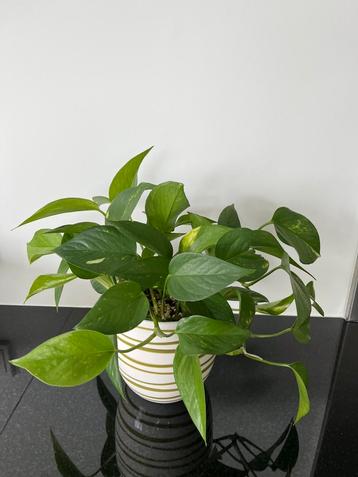 Pothos Aureus - oftwel golden pothos oftwel epipremnum beschikbaar voor biedingen