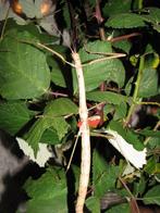 Eitjes wandelende tak: Phaenopharos khaoyaiensis (PSG 215), Wandelende tak