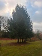 Grote Kerstboom - Prachtige Sfeer!, Tuin en Terras, Planten | Bomen, Ophalen, Zomer, Volle zon, Overige soorten