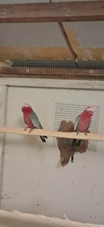 Koppel Rosé Kaketoes, Dieren en Toebehoren, Vogels | Parkieten en Papegaaien, Meerdere dieren, Papegaai, Geringd