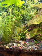 Crystal red S+, Dieren en Toebehoren, Kreeft, Krab of Garnaal