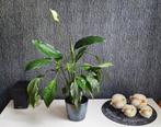 Spatiphyllum, Lepelplant 58 cm hoog (met bloem 74 cm), Ophalen, Overige soorten, Halfschaduw, In pot