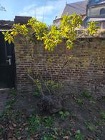 Gratis rhododendron, Tuin en Terras, Planten | Bomen, Overige soorten, Lente, 100 tot 250 cm, Ophalen