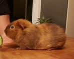 Cavia man, beertje 1,5 jaar., Februari, Mannelijk, Cavia