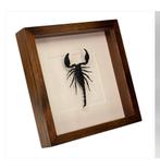 Schorpioen in lijst 25x25 cm, Verzamelen, Dierenverzamelingen, Ophalen of Verzenden, Nieuw, Insect, Opgezet dier
