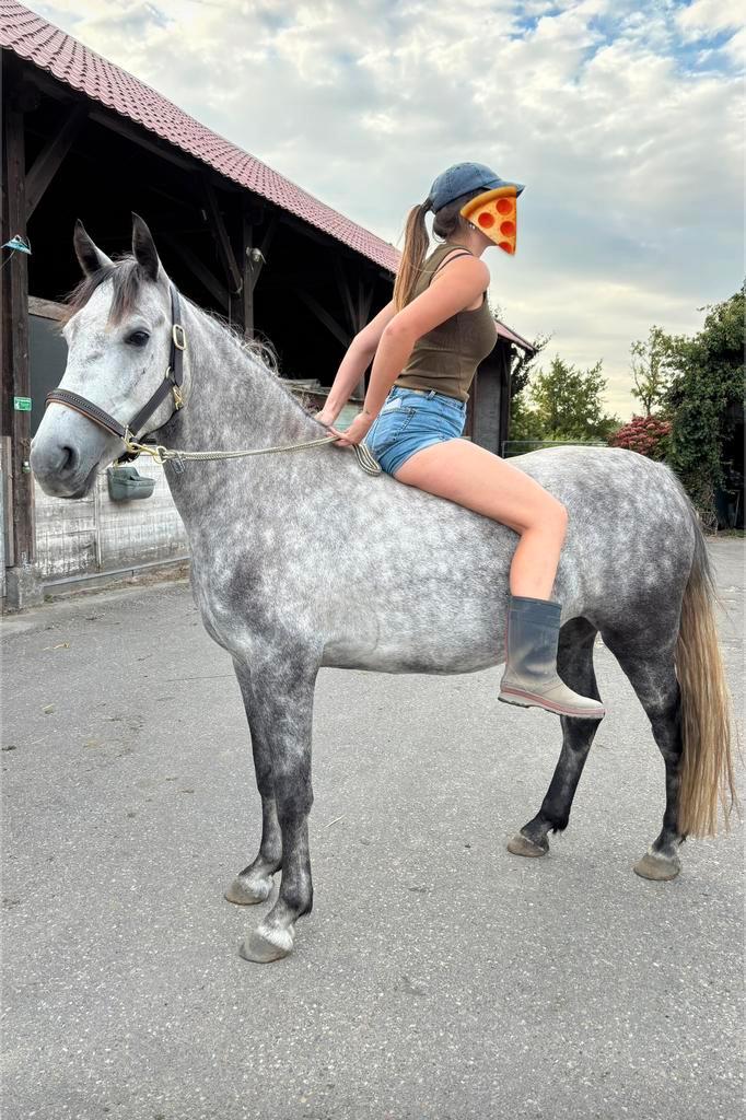 Leasepaard aangeboden (bijrijder/verzorger/ruiter gezocht), Dieren en Toebehoren, Paarden en Pony's | Overige Paardenspullen, Nieuw