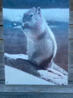 Tuinposter op aluminium, Verzamelen, Ansichtkaarten | Dieren, Ophalen, Knaagdier
