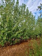 Populier Robusta (Populus canadensis 'Robusta')🌿, Tuin en Terras, Planten | Bomen, Ophalen, Volle zon, Overige soorten