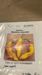 Madame jeanette peper zaden, Ophalen of Verzenden, Volle zon