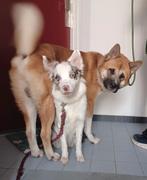 Border collie x akita inu pups, Rabiës (hondsdolheid), 8 tot 15 weken, Meerdere, Meerdere dieren