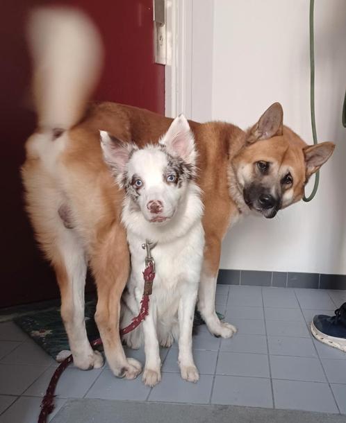 Border collie x akita inu pups, Dieren en Toebehoren, Honden | Niet-rashonden, Middel, Meerdere dieren, Particulier, Meerdere