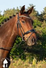 Brave, goedbewegende Jazz/Rubiquil merrie; dressuur/allround, Dieren en Toebehoren, Paarden, Merrie, Met stamboom, M, Dressuurpaard