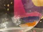 Guppy vis, Dieren en Toebehoren, Vissen | Aquariumvissen, Vis