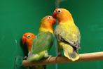 Agapornissen dwergpapegaai €15,00!, Geslacht onbekend, Dwergpapegaai of Agapornis, Geringd