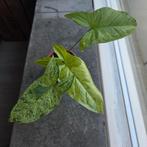 Syngonium Mottled Mojito, Huis en Inrichting, Kamerplanten, Ophalen, Overige soorten, Halfschaduw, Minder dan 100 cm