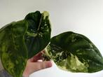 Alocasia Dragonscale Variegata Babyplantje 2, Huis en Inrichting, Ophalen of Verzenden, Overige soorten, Minder dan 100 cm