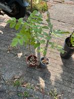 Chinese vernisboom, Tuin en Terras, Planten | Bomen, Halfschaduw, Overige soorten, Zomer, 400 cm of meer
