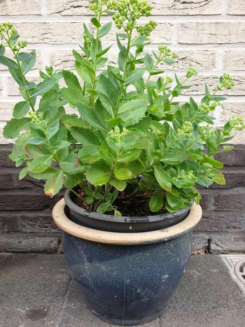 1x blauw geglazuurde vorstbestendige bloempot H 22 x B 31 cm, Tuin en Terras, Bloempotten, Nieuw, Aardewerk, Minder dan 25 cm