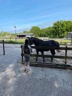 Verzorgpony/paard gezocht, Dieren en Toebehoren, Ophalen