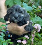 Havanezer pup Roosje met stamboom, Dieren en Toebehoren, Honden | Chihuahua's en Gezelschapshonden, Overige rassen, CDV (hondenziekte)