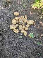 Nieuwe oogst Vittabella aardappels, Ophalen of Verzenden