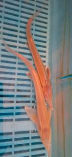 Steur Albino Sterlet Ruthenus, Dieren en Toebehoren, Vissen | Vijvervissen, Steur