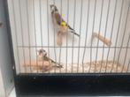Te koop putters, Dieren en Toebehoren, Vogels | Overige Vogels, Meerdere dieren, Wildzangvogel, Geringd